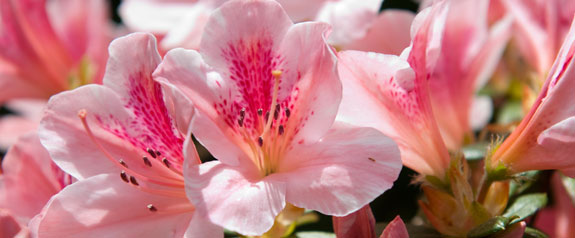 Find Out To Reschedule Your Wedding Azaleas